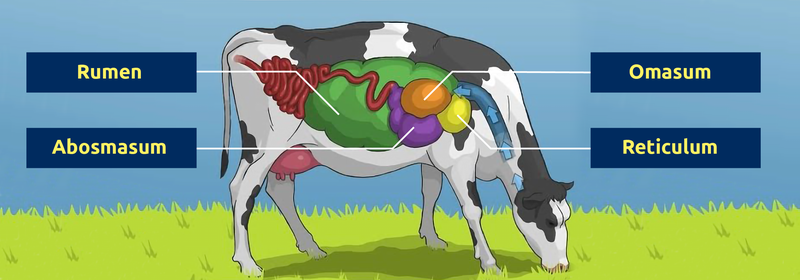 Cow Digestive system.png